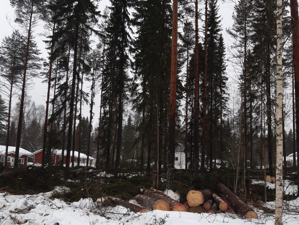 Taajamametsää, josta kaadettu puita lumiseen maahan. Metsän takana omakotitaloja. 