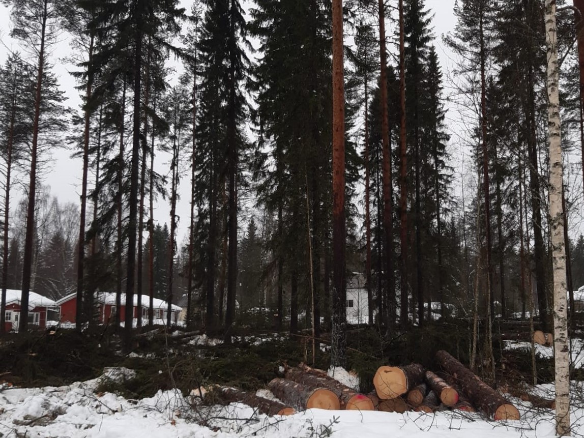 Kuva talvisesta metsästä, jonka takana omakotitaloja. Kaadettuja puita etualalla.