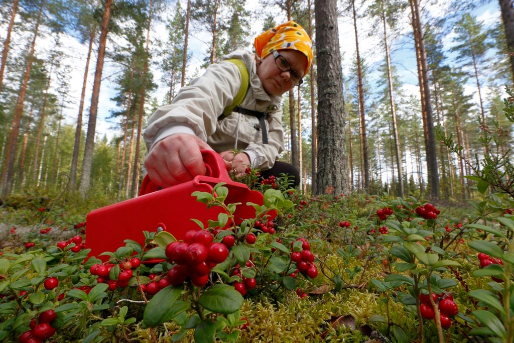 Nainen poimimassa puolukoita poimurilla. Taustalla mäntymetsää.