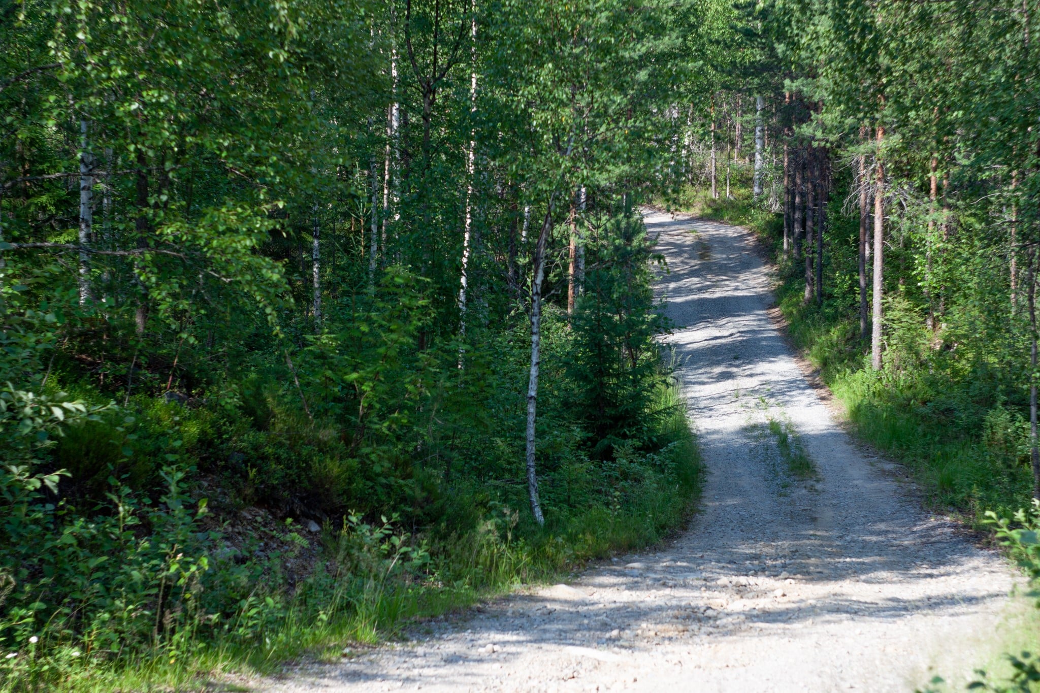 Hiekkatie metsän keskellä